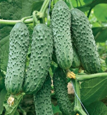 Cucumber seёds, Self-pollinating hybrid, 40 cucumber CURAGE F1 SW1094+TRACK  