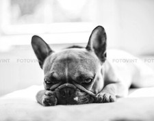 BULLDOG FRANCESE foto cucciolo foto FOTOGRAFIA CARINA STAMPA IN BIANCO E NERO 8x10 o 11x14