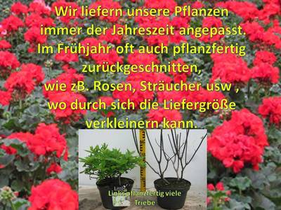 monkey monstera kaufen Monstera Adansonii Monkey Mask House Plant – Plants For All Seasons main image 0