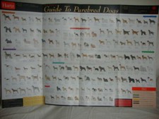 2 NEW Veterinary American Kennel Club VET AKC Dog Breed Guide to Purebred Poster