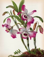 Stampa botanica vintage orchidea fiori stampa arte da parete ~ Dendrobium nobile (O76)