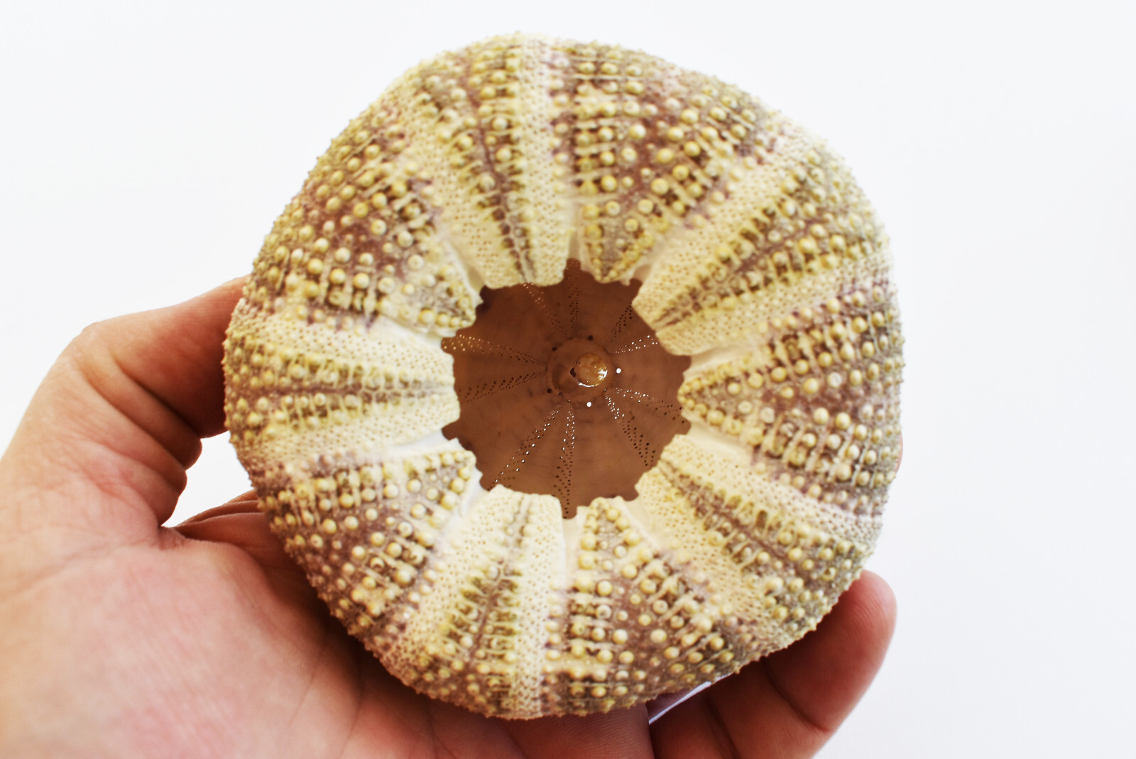 3 Beautiful Small Alfonso Gator Sea Urchins 34" Beach Crafts Air Plant