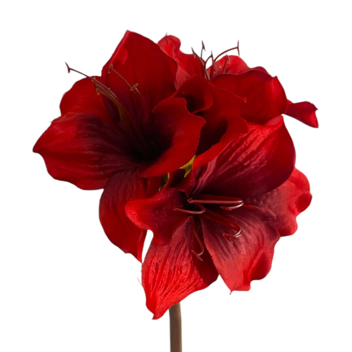 Deko-Amaryllis online kaufen | eBay.de