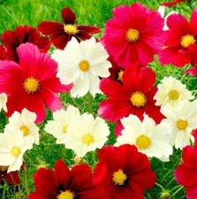 Cosmos RUBIES SUNSHINE Red+ Flowers Pollinators Butterflies Non-GMO 100 Seeds!