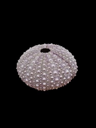 Natural Large Purple Sea Side Urchin Shell Ocean Specimen 4" Beach Decor