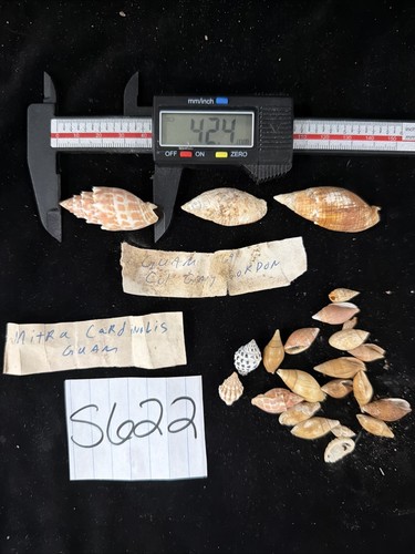 Guam Shell Collection Mitras And Other Shells 1969 (S622)