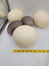 Lot Blown Ostrich & Emu Eggshells Large Natural Eggs Craft Rustic Farm Decor