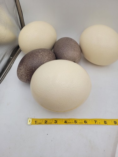 Lot Blown Ostrich & Emu Eggshells Large Natural Eggs Craft Rustic Farm Decor
