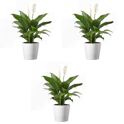 American Plant Exchange Peace Lily, Live Spathiphyllum Plants, 4-Inch Pots, 3 Pa