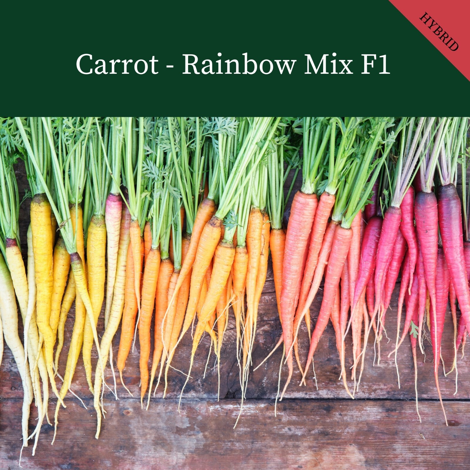 VEGETABLE  CARROT RAINBOW MIX F1 440 FINEST SEEDS