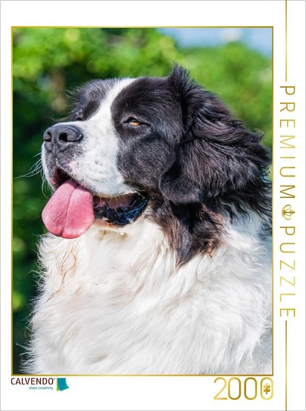 Calvendo Puzzle Landseer Portrait | 2000 Pieces, Finished Size 35.4 × 26.4 In (9-image