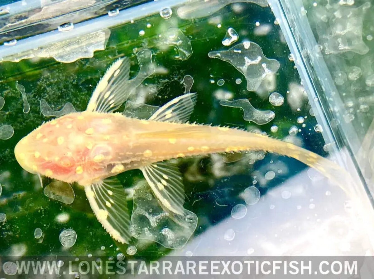 Albino L155 Adonis Pleco Acanthicus adonis Live Aquarium Fish
