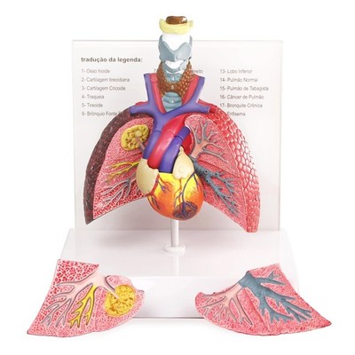 Human Respiratory System model,anatomy models human body
