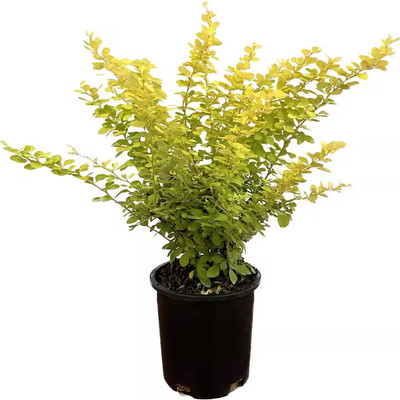 2.5 Qt. Golden 'Aurea' Barberry Live Shrub Free Shipping