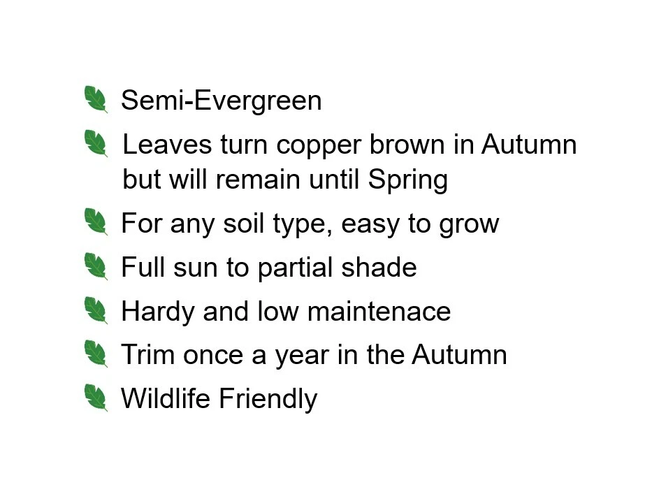 Green Copper Beech Garden Hedge Plants semi-evergreen hedging 9 sizes! - Image 4 of 4