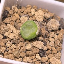 Exact Plant?1pc Conophytum Phoeniceum?Succulent Plant