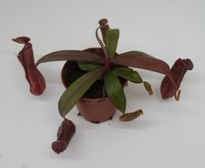 Nepenthes sanguinea - Kannenpflanze Karnivore Zimmerpflanze ECHT Fleischfressend