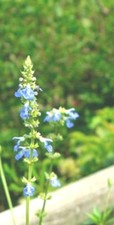 Salvia uliginosa- 9cm pot Lot of 3