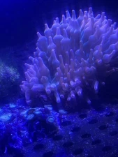 Rainbow Bubble Tip Anemone (BTA)