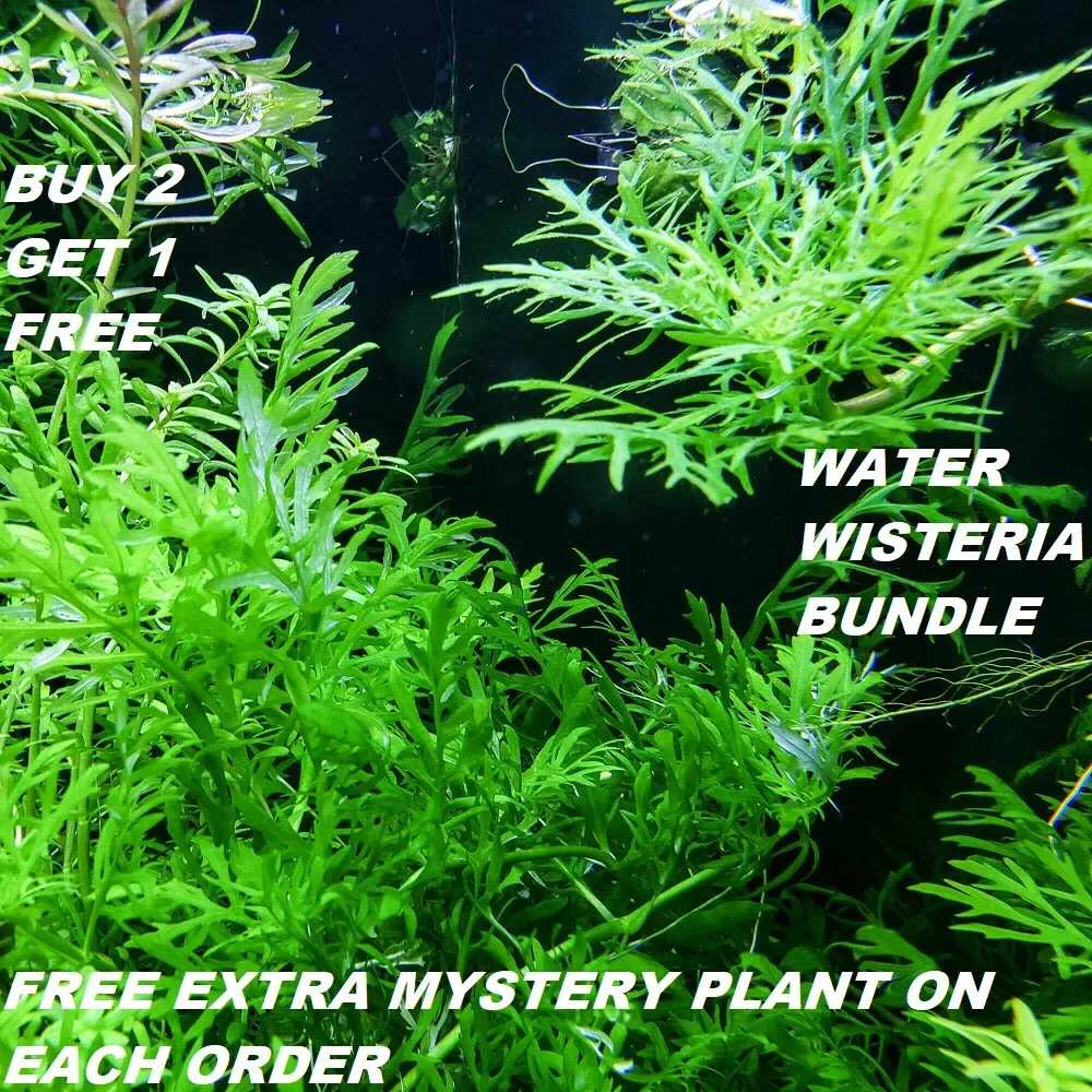 Wisteria aquarium sales plant care