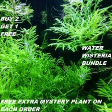 Hygrophila Difformis Bunch Water Wisteria Live Aquarium Plants BUY2GET1FREE