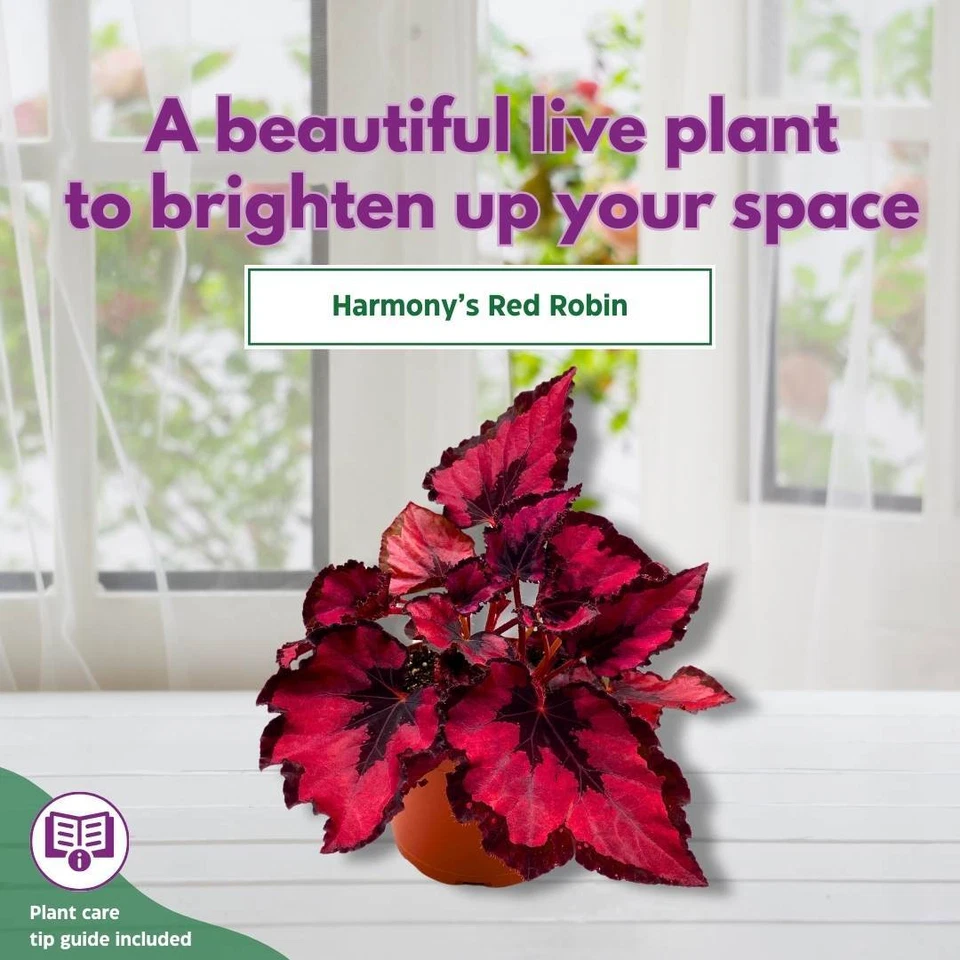 Harmony's Red Robin Begonia Rex in a 6 inch Metallic Red Black Holographic - Image 3 of 4