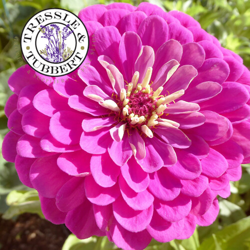 Raro Zinnia Gigantica Viola Annuali Fiore 50 Semi Venditore UK