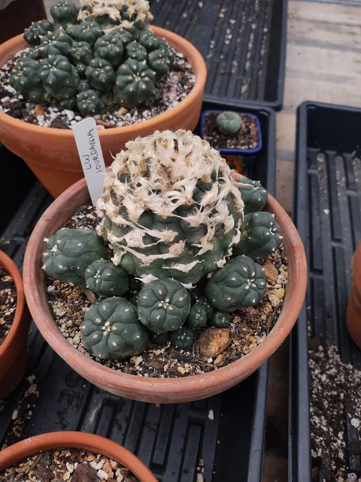  Cactus raros. Jordy muy grande, antiguo, raíces grandes, floración y fructificación  Foto 3 de 4