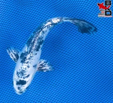 7" DOITSU SHIRO BEKKO Live Koi Fish Garden Pond 10/6