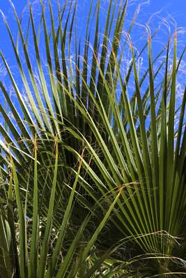 5 GREEN SAW PALMETTO Serenoa Repens American Dwarf Palm Tree Shrub Edible Fruit