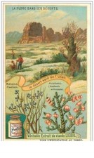 Chromos.liebig.n° 46.LA Flora Dans Les Deserts.retama.anabase.le Desert Dale D