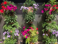 100 GRAINES DE PETUNIA RETOMBANT (SURFINIA) PARMI 4 VARIÉTÉS, 25 autres VARIETES