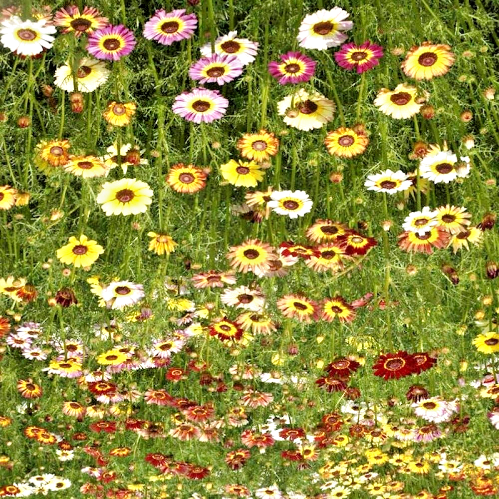 Daisy3様 300 PAINTED DAISY SEEDS | SALE FREE SHIPPING NON GMO HEIRLOOM | eBay