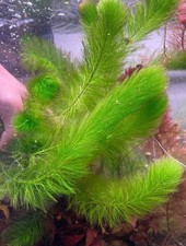 Hornwort Freshwater Aquarium Plant