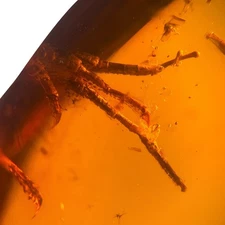 LIZARD PAW (bones & skin) inclusion in Burmese / Burmite amber fossil 