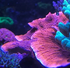 Orange Montipora Palawanensis Aquaculture Saltwater SPS Coral. Grown in USA