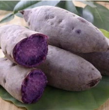 10 Purple Sweet potato Slips - Cuttings Sweet Potato Plants / Khoai Lang Tím