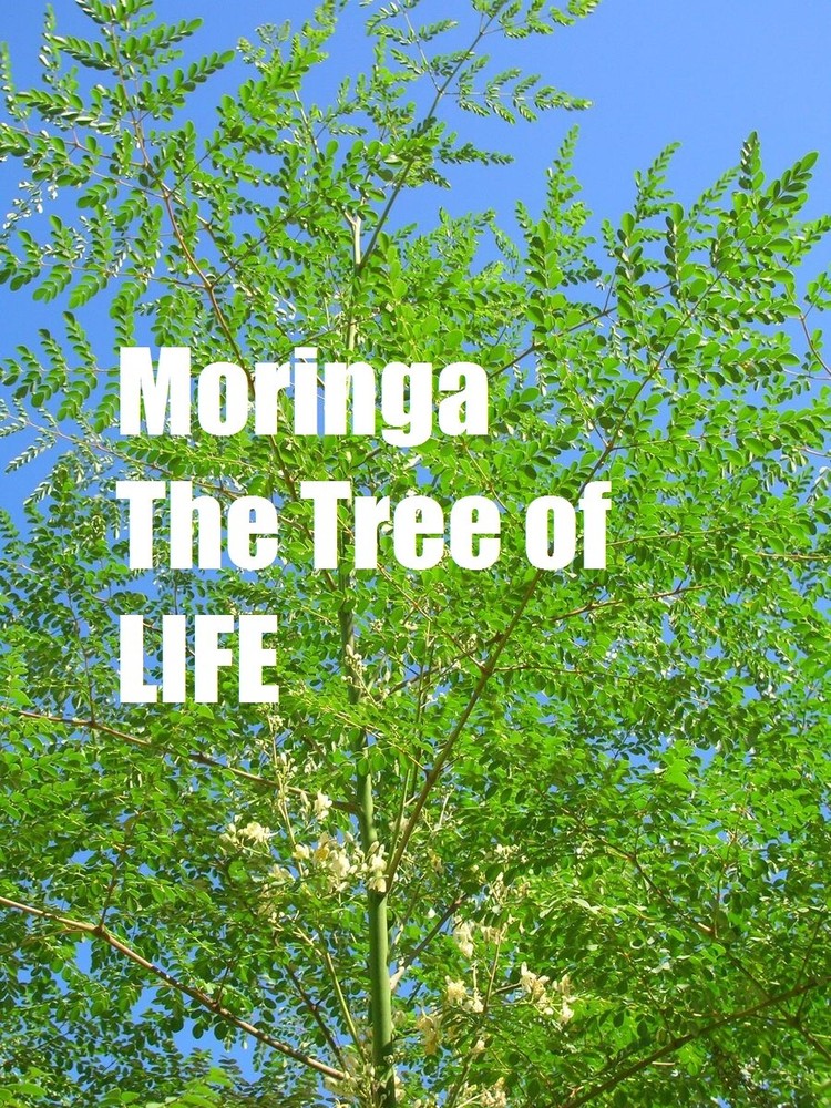 1/2 Pound of MORINGA Leaves - Pure & Natural ( 8 oz / 227g ) Raw Pouch. (.50 Lb)