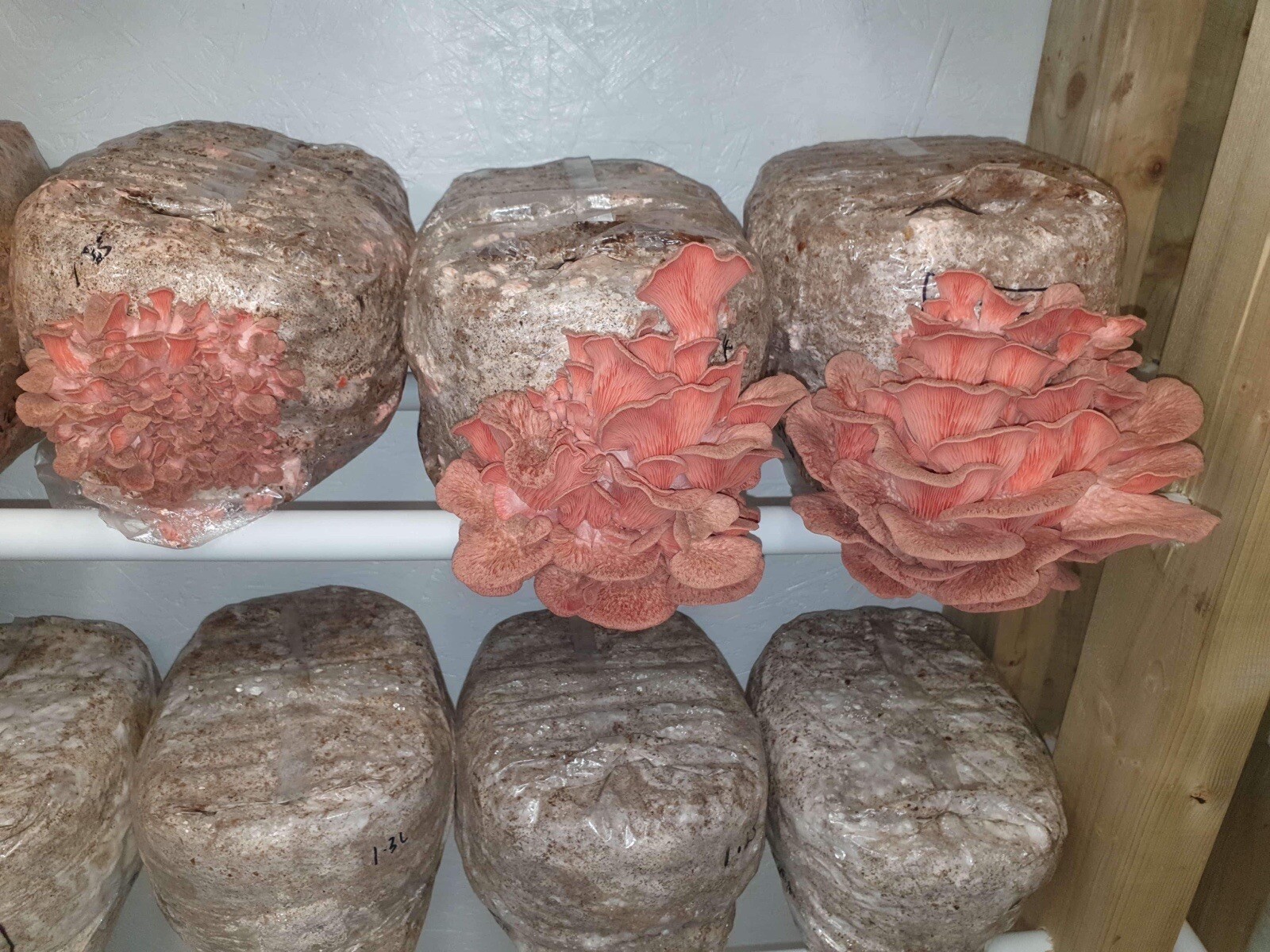 Picture 10 of 11