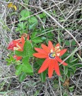 Passiflora manicata | Red Passion Vine | 10 Seeds
