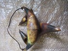 Vintage Hand made Taxidermy Horns Bird Feeder Ready to Hang! Very Nice! — photo 8