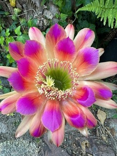 TRICHOCEREUS HYBRIDE ‚KAKUM‘ Blüte 16 17 cm