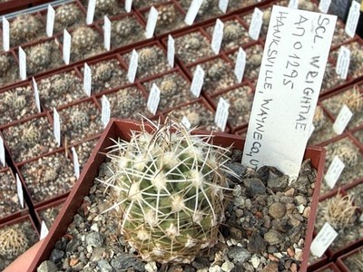 Sclerocactus wrightiae AM01295 - grafted plant,  - VERY RARE!!