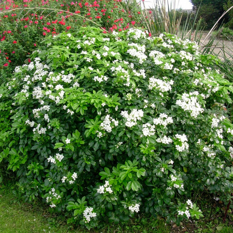 Oranger du Mexique brise-vue persistant 30/40 cm pour jardinier