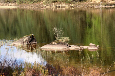 Foto 6x4 Setzling in Loch Doilet Polloch Setzling wächst auf einem Felsen um 2009