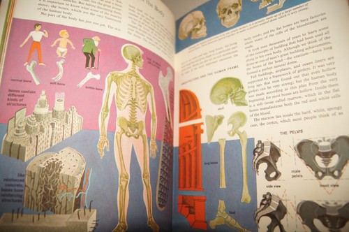 The Human Body Illustrated Colorful Pullout Deluxe Golden Book 1959 1961 Vintage - Picture 16 of 17