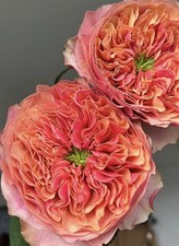 FLORIBUNDA ROSE KENSINGTON BARE ROOT GARDEN ROSE,PERNNIAL PLANTS 