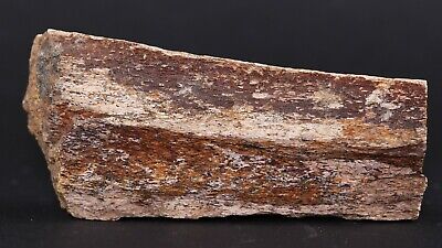 Fossil Dinosaur Edmontosaurus Tibia Piece Lance Creek Fm 