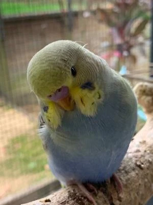 Baby Budgies For Sale Mature Also Available Birds