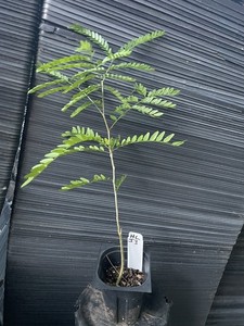 Thornless Honeylocust
